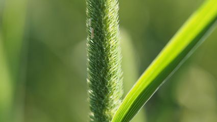 Materials and supplies for food manufacturing and food services, except processed food and beverage inputs for human food manufacturing and food services