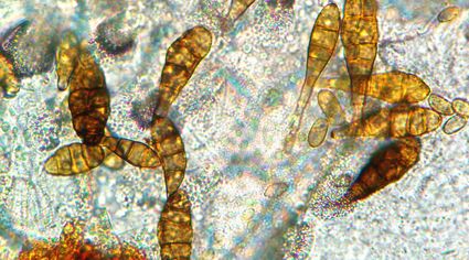 Scientific and technical services